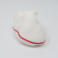 POCUS Heart Slice Models (Set of 3)