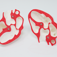 POCUS Heart Slice Models (Set of 3)